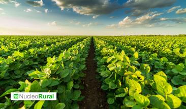 Agricultura regenerativa permite ahorrar 3.1 millones de litros de agua