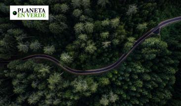 M&aacute;s del 30% de las especies de &aacute;rboles est&aacute;n en peligro de extinci&oacute;n