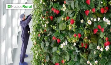 Virginia inaugura primera granja vertical de fresas con IA