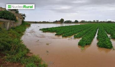 Agricultores enfrentan devastaci&oacute;n total tras paso de la DANA