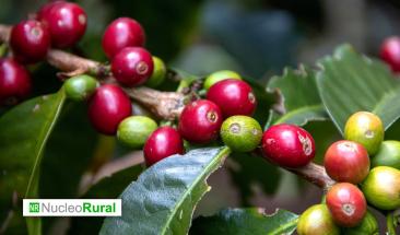 Principales productos de la agricultura colombiana exportados a EE. UU.