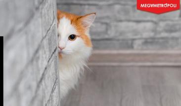 Descubre por qu&eacute; tu gato caza pese a estar alimentado