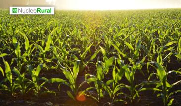 Crisis h&iacute;drica amenaza agricultura en Brasil