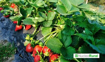 Crecimiento agr&iacute;cola en Per&uacute; se ve liderado por mango, fresa y lim&oacute;n