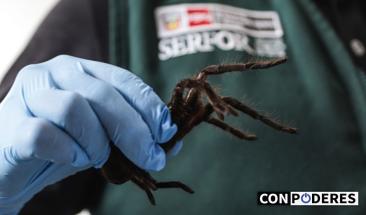Detienen a coreano traficando 300 tar&aacute;ntulas en aeropuerto peruano