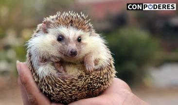 El erizo: la mascota ideal para tu hogar