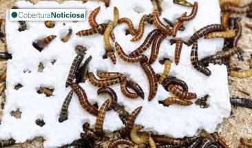 Kenia haya insectos que combaten el pl&aacute;stico y pueden revolucionar el reciclaje