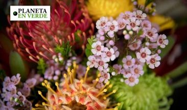 La extinci&oacute;n de plantas avanza 500 veces m&aacute;s r&aacute;pido de lo esperado