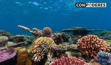Descubren el coral m&aacute;s grande del mundo en Ocean&iacute;a