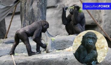 Muere un joven gorila por accidente en zool&oacute;gico canadiense