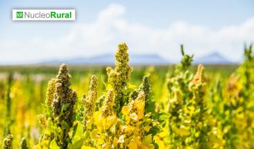 Pesticidas en quinua peruana ponen en riesgo la salud p&uacute;blica