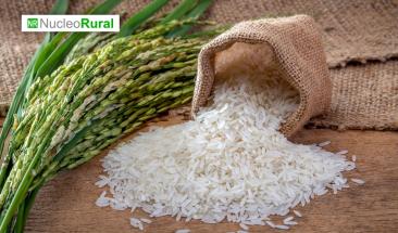 El cultivo de arroz podr&iacute;a disminuir un 15% hacia 2050
