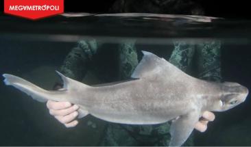 Tibur&oacute;n fantasma hallado en Albania desconcierta a cient&iacute;ficos