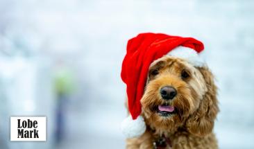 &ldquo;Pacto de Navidad&rdquo;: la campa&ntilde;a de Juguettos contra el abandono de perros