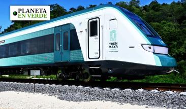 Clasifican como "fauna nociva" a jaguares y venados en megaproyecto de Tren Maya