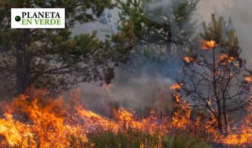 Latinoam&eacute;rica y Europa enfrentan una crisis ambiental debido a los incendios forestales
