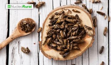 El consumo de insectos crece como soluci&oacute;n frente a la crisis alimentaria