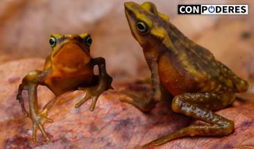 Rana arlequ&iacute;n reaparece tras 41 a&ntilde;os sin ser vista