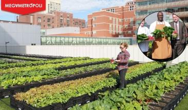 Hospital crea huertos en azotea para ofrecer alimentos frescos