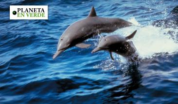 M&aacute;s de 20 000 especies marinas est&aacute;n en riesgo por calentamiento global