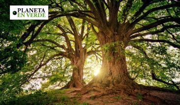 Los &aacute;rboles se comunican a trav&eacute;s de redes subterr&aacute;neas