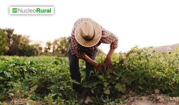 &Eacute;xodo juvenil amenaza la agricultura en Latinoam&eacute;rica seg&uacute;n CEPAL