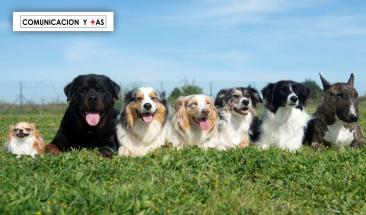 Cient&iacute;ficos aseguran que los perros enfrentan una nueva fase evolutiva