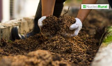 Revegetaci&oacute;n con pasturas: clave para restaurar suelos degradados