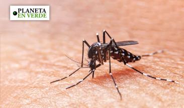 El cambio clim&aacute;tico amplifica la crisis del dengue en Latinoam&eacute;rica