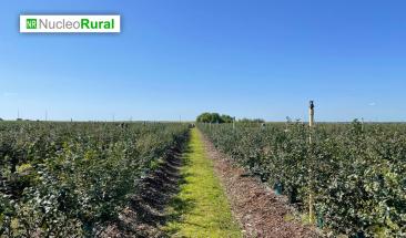 C&oacute;mo Per&uacute; logr&oacute; liderar el mercado global de ar&aacute;ndanos frescos