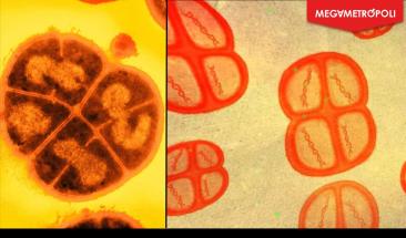 Conan la bacteria: revela secretos para la protecci&oacute;n humana