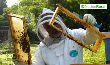 Abejas frenan invasiones de elefantes en cultivos de Kenia