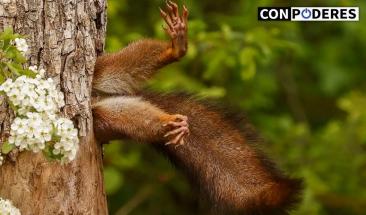 Las mejores fotos del Nikon Comedy Wildlife 2024 fueron premiadas