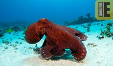 Los pulpos m&aacute;s fascinantes del mundo sorprenden por su diversidad