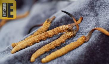 El hongo oruga: avance en la lucha contra el c&aacute;ncer