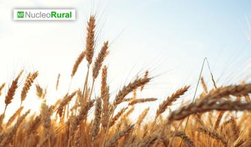 Producci&oacute;n de trigo en M&eacute;xico se desploma por sequ&iacute;a