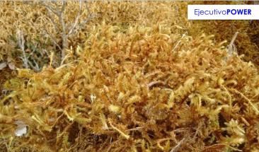 Per&uacute;: evitar musgo en nacimientos protege ecosistemas y especies