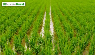 Logran reducir 53% el consumo de agua en el cultivo de arroz
