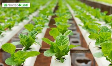 Cuatro m&eacute;todos innovadores para cultivar en las ciudades