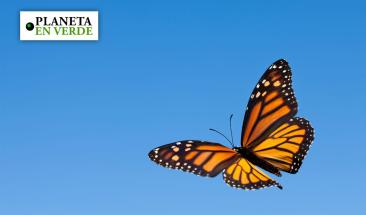 Proponen proteger a la mariposa monarca como especie amenazada