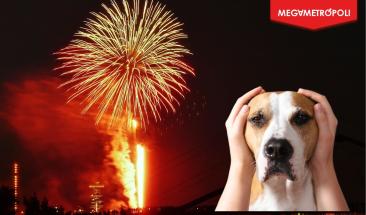 Las mascotas sufren con pirotecnia: cuidemos su bienestar