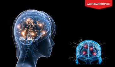 La neurog&eacute;nesis en adultos mejora el aprendizaje y la memoria verbal