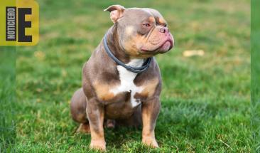 Reino Unido sacrifica 100 perros al mes tras prohibici&oacute;n