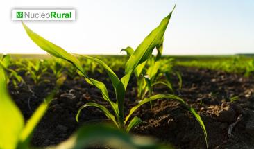 Biocarb&oacute;n: clave para suelos f&eacute;rtiles y sostenibles