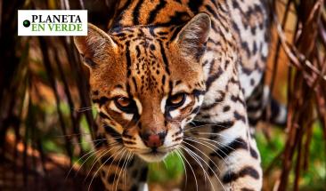 Am&eacute;rica Latina enfrenta crisis con 46,300 especies en peligro de extinci&oacute;n