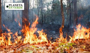 Incendios en la selva amaz&oacute;nica alcanzan r&eacute;cord hist&oacute;rico en 2024