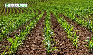 Integrar plantas silvestres mejora la sostenibilidad en la agricultura