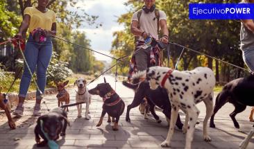 Consejos para elegir al paseador de perros adecuado