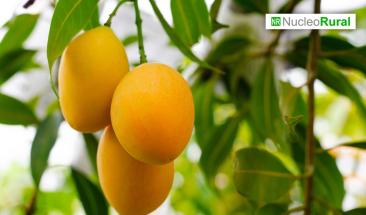 Productores de mango buscan diversificar los mercados internacionales en 2025