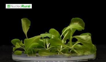 Cultivos sin luz solar son ahora una realidad